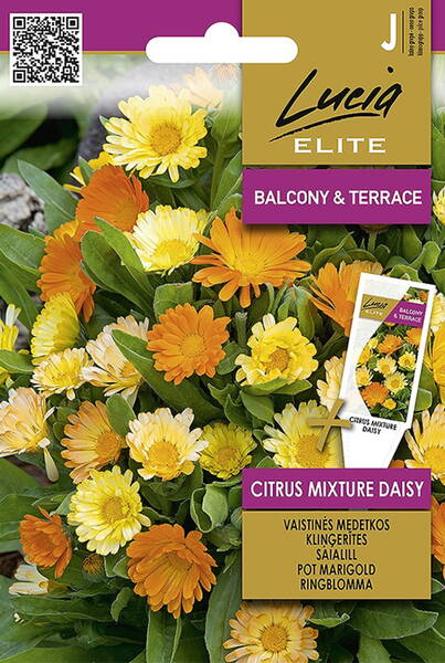 Kehäkukka "Citrus Mixture Daisy"